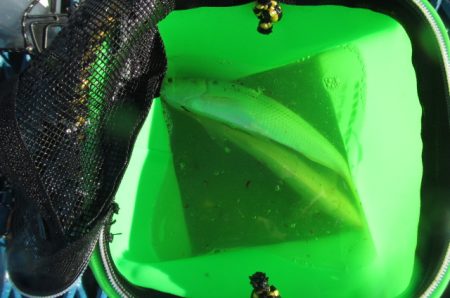 オリジナルメーカー海づり公園(市原市海づり施設) 釣果