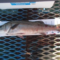 オリジナルメーカー海づり公園(市原市海づり施設) 釣果