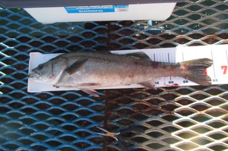 オリジナルメーカー海づり公園(市原市海づり施設) 釣果