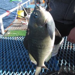 オリジナルメーカー海づり公園(市原市海づり施設) 釣果