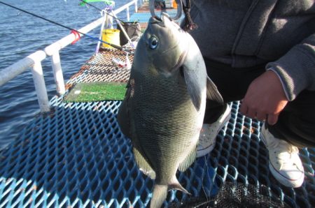 オリジナルメーカー海づり公園(市原市海づり施設) 釣果