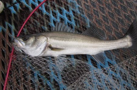 オリジナルメーカー海づり公園(市原市海づり…