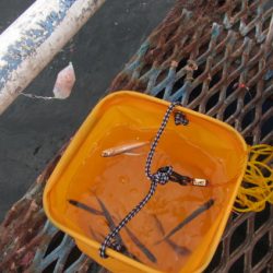 オリジナルメーカー海づり公園(市原市海づり施設) 釣果