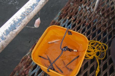 オリジナルメーカー海づり公園(市原市海づり施設) 釣果