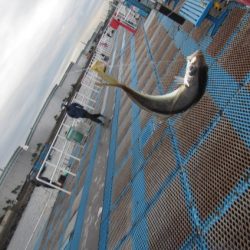 オリジナルメーカー海づり公園(市原市海づり施設) 釣果