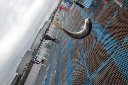 オリジナルメーカー海づり公園(市原市海づり施設) 釣果