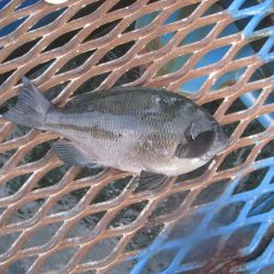 オリジナルメーカー海づり公園(市原市海づり施設) 釣果