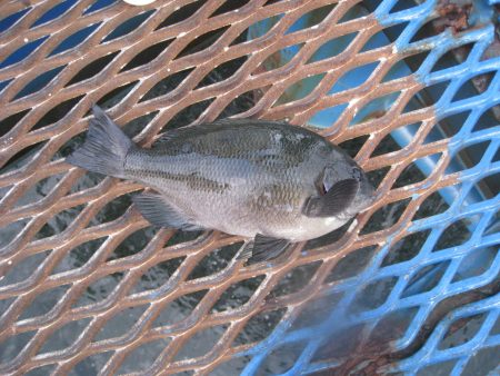 オリジナルメーカー海づり公園(市原市海づり施設) 釣果