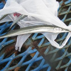 オリジナルメーカー海づり公園(市原市海づり施設) 釣果