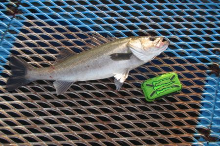 オリジナルメーカー海づり公園(市原市海づり…