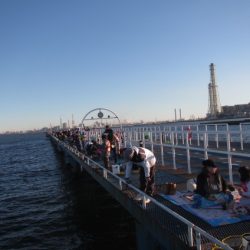 オリジナルメーカー海づり公園(市原市海づり施設) 釣果