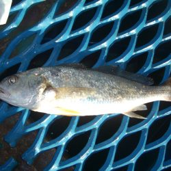 オリジナルメーカー海づり公園(市原市海づり施設) 釣果