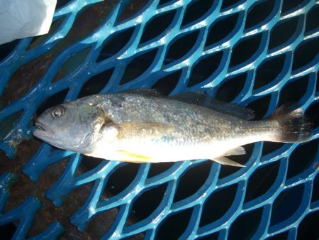 オリジナルメーカー海づり公園(市原市海づり施設) 釣果