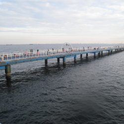 オリジナルメーカー海づり公園(市原市海づり施設) 釣果