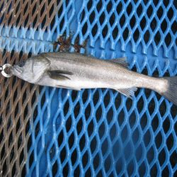 オリジナルメーカー海づり公園(市原市海づり施設) 釣果