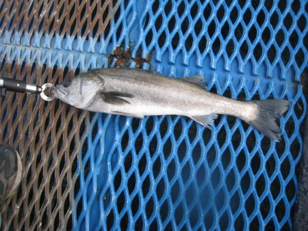 オリジナルメーカー海づり公園(市原市海づり施設) 釣果