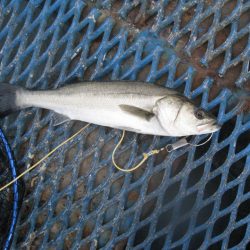 オリジナルメーカー海づり公園(市原市海づり施設) 釣果