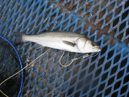 オリジナルメーカー海づり公園(市原市海づり施設) 釣果