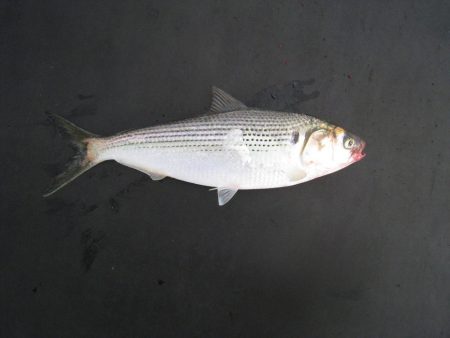 オリジナルメーカー海づり公園(市原市海づり施設) 釣果
