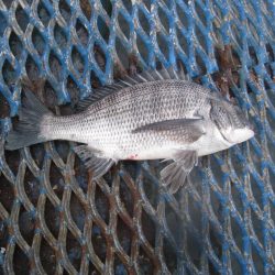 オリジナルメーカー海づり公園(市原市海づり施設) 釣果