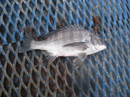 オリジナルメーカー海づり公園(市原市海づり施設) 釣果