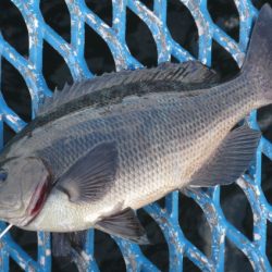 オリジナルメーカー海づり公園(市原市海づり施設) 釣果