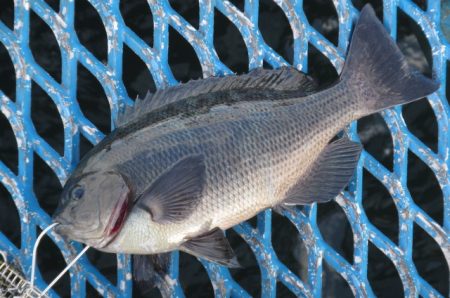 オリジナルメーカー海づり公園(市原市海づり施設) 釣果
