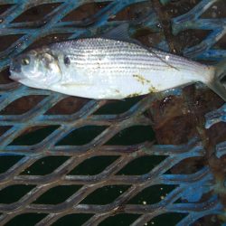 オリジナルメーカー海づり公園(市原市海づり施設) 釣果