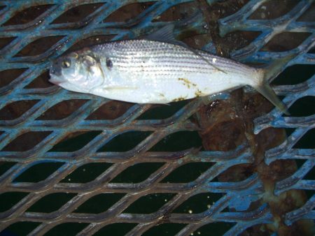 オリジナルメーカー海づり公園(市原市海づり施設) 釣果