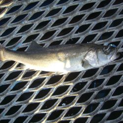オリジナルメーカー海づり公園(市原市海づり施設) 釣果