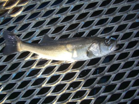 オリジナルメーカー海づり公園(市原市海づり施設) 釣果