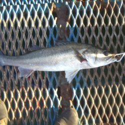 オリジナルメーカー海づり公園(市原市海づり施設) 釣果