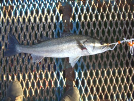 オリジナルメーカー海づり公園(市原市海づり施設) 釣果