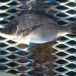 オリジナルメーカー海づり公園(市原市海づり施設) 釣果