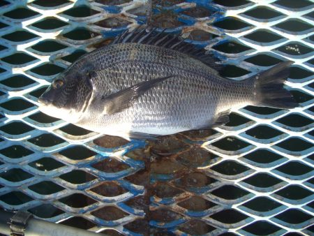 オリジナルメーカー海づり公園(市原市海づり施設) 釣果