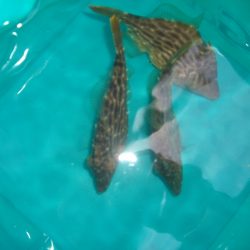 オリジナルメーカー海づり公園(市原市海づり施設) 釣果