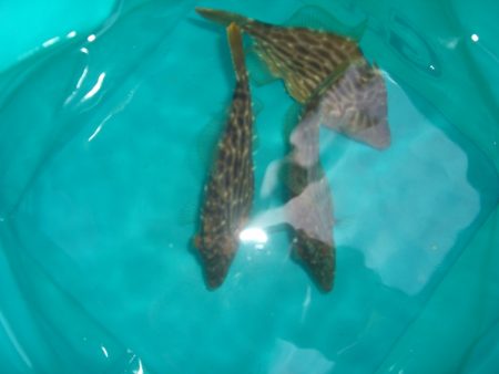 オリジナルメーカー海づり公園(市原市海づり施設) 釣果