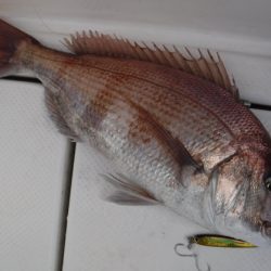 BlueNote Fishing Taxi 釣果