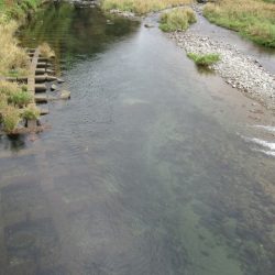 狩野川(狩野川漁業協同組合) 釣果