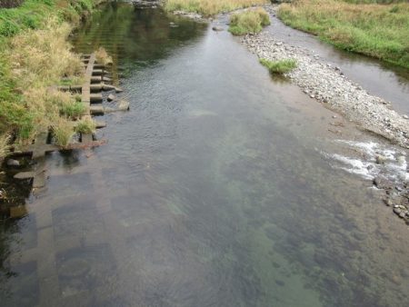 狩野川(狩野川漁業協同組合) 釣果