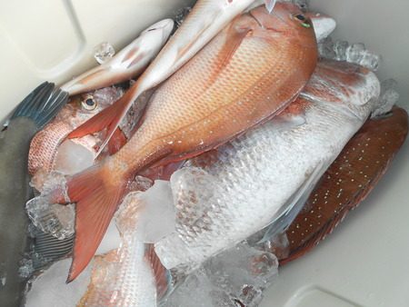 こうゆう丸 釣果