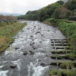 狩野川(狩野川漁業協同組合) 釣果