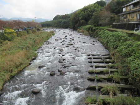 狩野川(狩野川漁業協同組合) 釣果