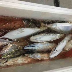 龍宮丸 釣果