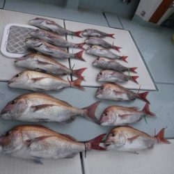 遊漁船 幸友丸 釣果