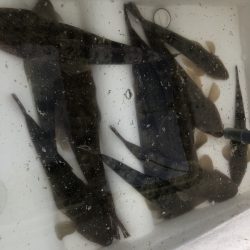 Magic（マジック） 釣果