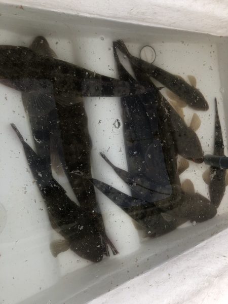 Magic（マジック） 釣果