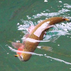 小菅トラウトガーデン 釣果