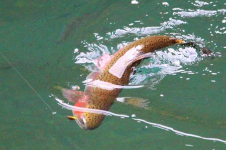 小菅トラウトガーデン 釣果