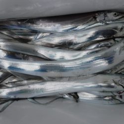 遊漁船 幸友丸 釣果